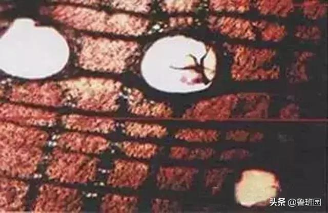 奥氏黄檀和微凹黄檀,奥氏黄檀原木