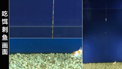 小鱼闹窝大鱼是不是不会来,小鱼闹窝大鱼不来