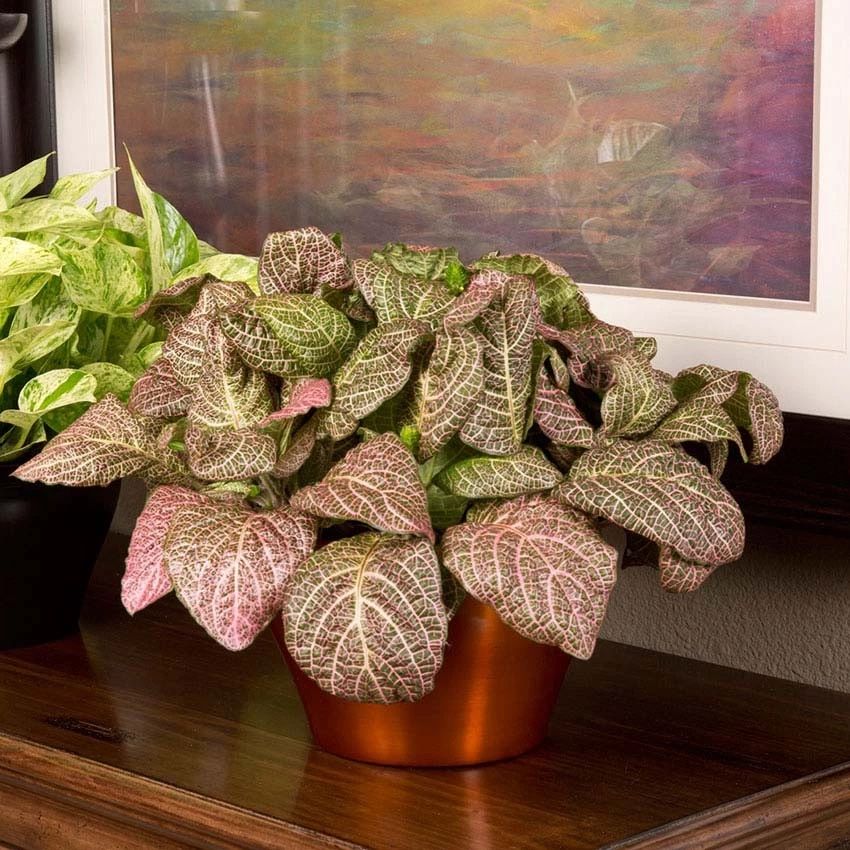 家里种什么植物好打理,看一下家里的植物怎么养