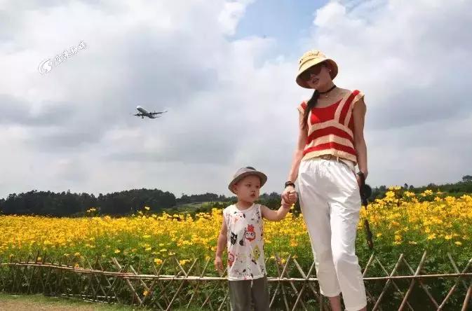 双流哪里可以赏花看飞机,双流附近赏花攻略路线
