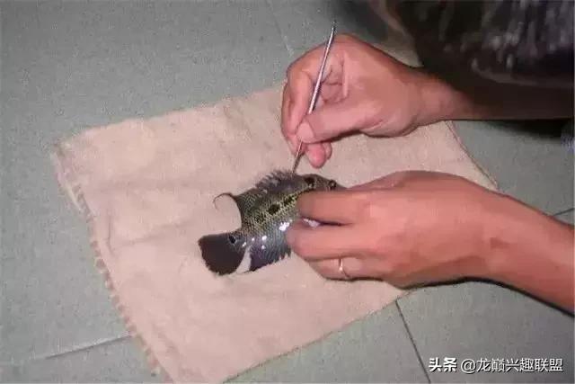 宠物整形有多可怕,宠物美容修脸