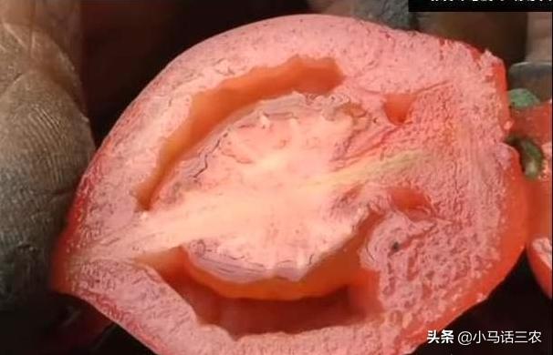 番茄空心有棱是怎么回事,番茄茎杆空心怎么回事