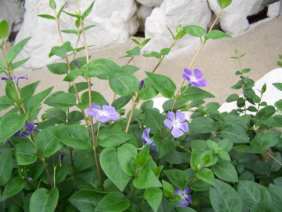 好看又好养的盆花,人养花也养人