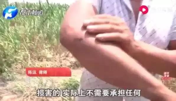 瓜农被偷瓜赔300元,瓜农摘瓜女子赔偿300元