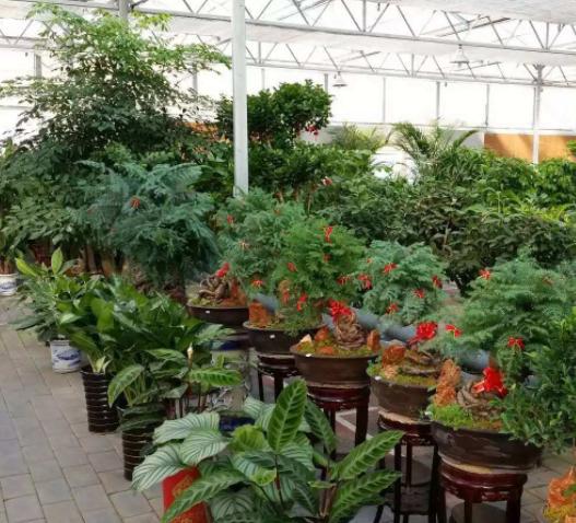 藏红花有开黄色的花吗,藏红花开花特点有哪些图片