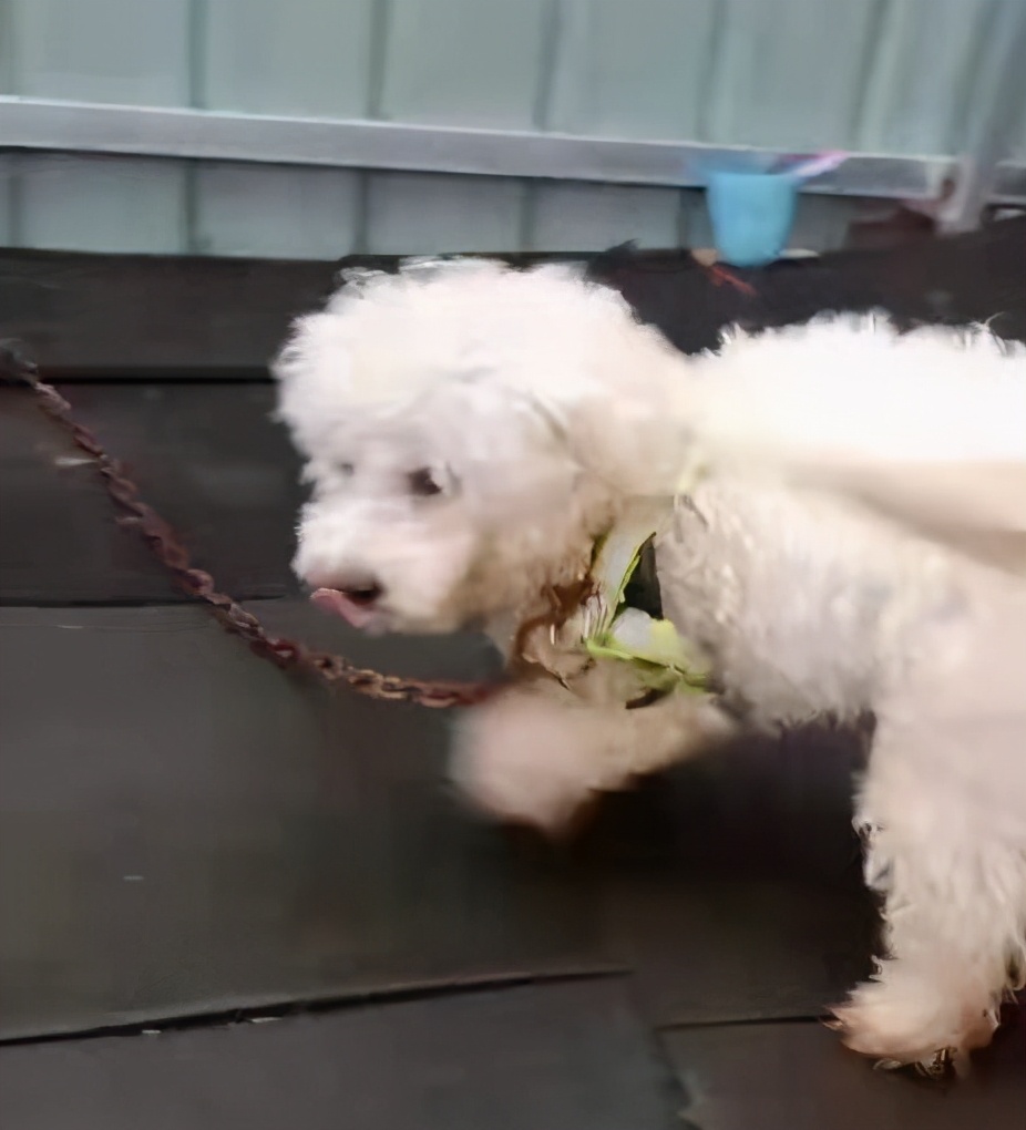 饭店里客人喂狗,女生喂了一只流浪狗