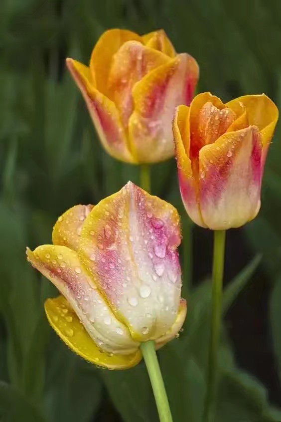 郁金香植物园欣赏,精美郁金香图片欣赏