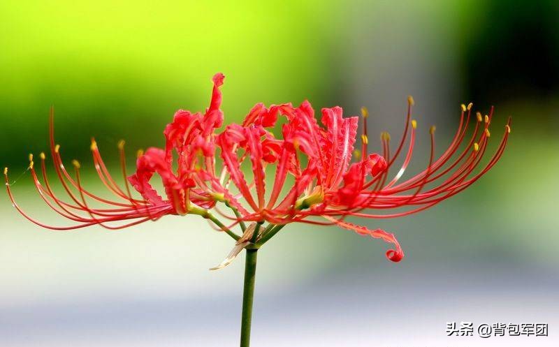 世界上真有曼珠沙华这种花 (曼珠沙华花蕊教程)