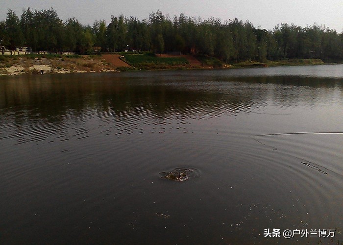 不会钓鱼怎么逮鱼,如何找到鱼窝和钓位