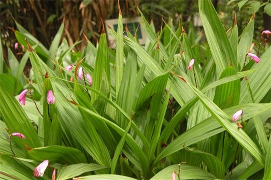 白芨种苗一斤多少株,白芨种苗价格育苗基地