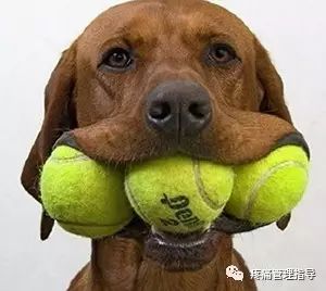 网球肘能自我恢复吗,网球肘病因的解剖学研究