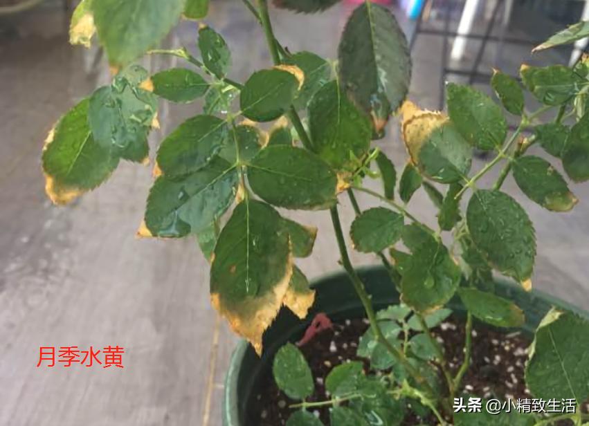 月季叶子健康,月季健康的表现
