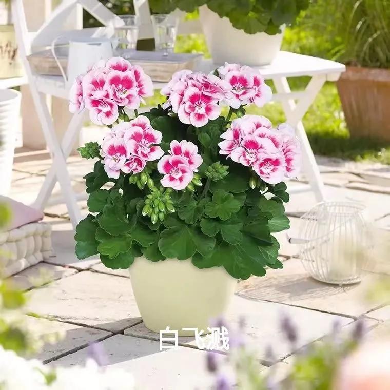 垂吊天竺葵哪些品种容易爆花,天竺葵羊宝和糖果双色哪个更爆花