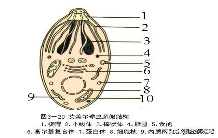 鸡红色粪便是什么病,蛋鸡拉红色粪便是什么原因