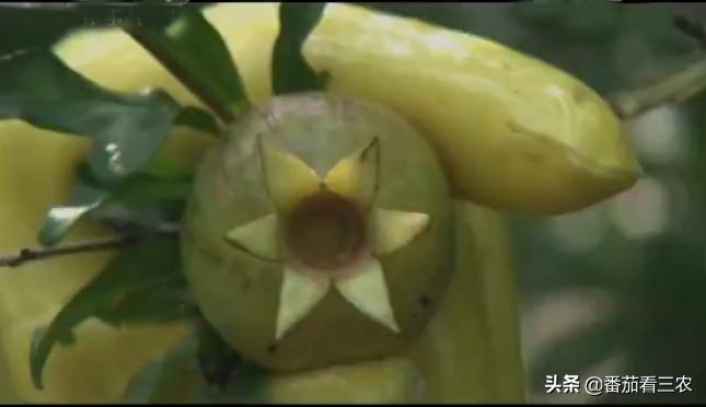 石榴防开裂套袋,石榴疏果技术