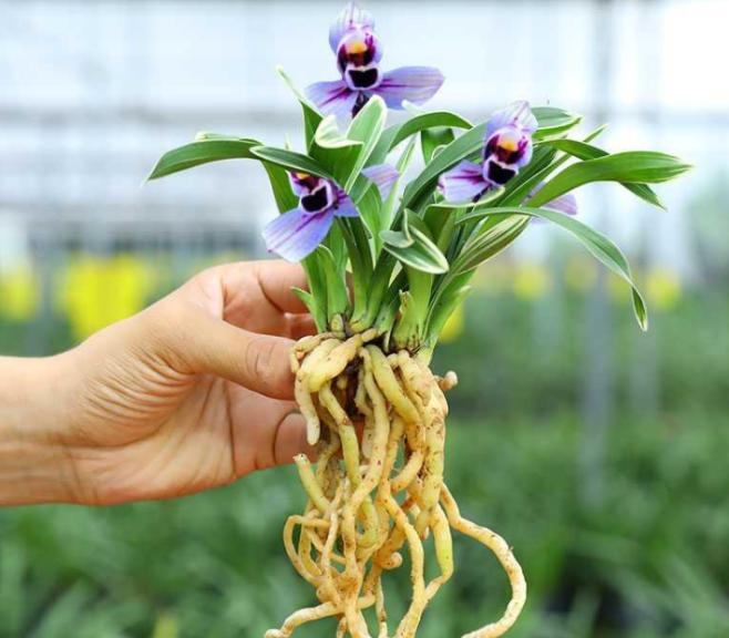 最好的兰花金边兰,名贵兰花品种图片金边兰