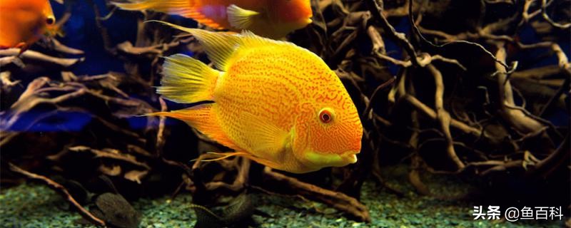 鹦鹉鱼多久喂一次食最佳,迷你鹦鹉鱼一天喂几次比较好