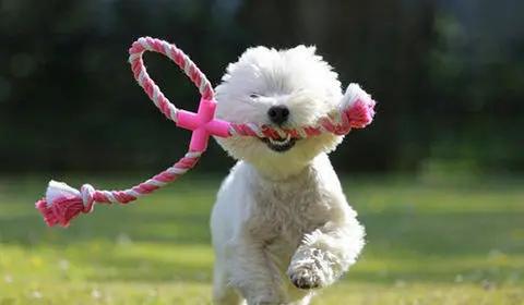 把狗溜累的视频,怎么把狗遛累