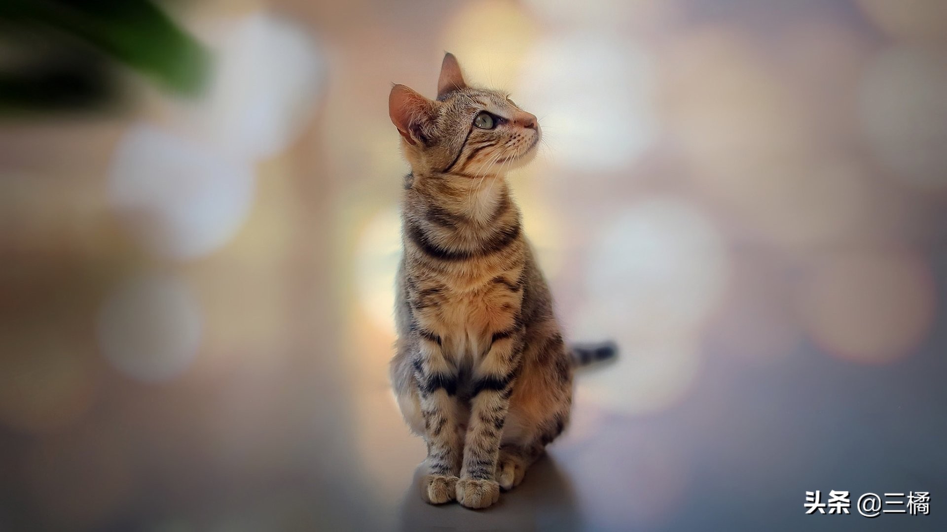 带猫咪出远门怎样解决排泄,出远门猫咪在家猫毛被抓破了