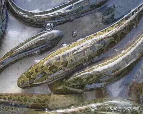 黑鱼苗养殖技术大全,黑鱼养殖的方法和技巧