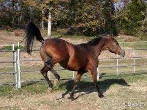 如何看待为了保护动物而吃素,素食拯救了我的生命