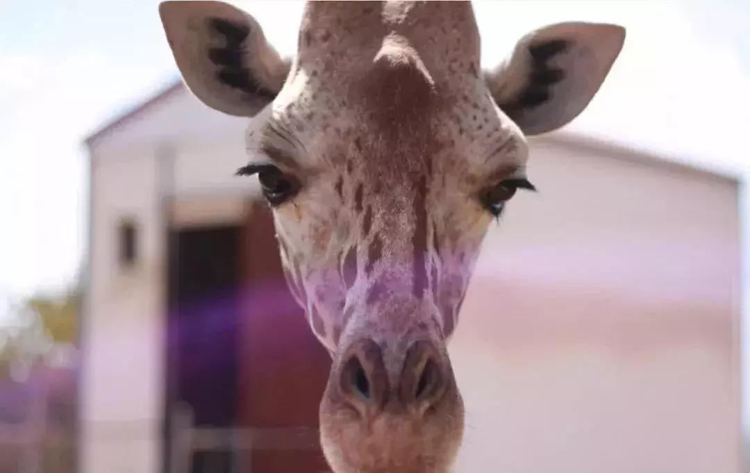 大航海之路爱神之岛塞浦路斯位置,塞浦路斯爱神之岛葡萄酒