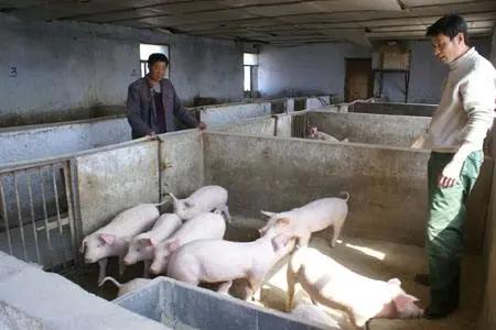 千头母猪场流传:母猪配种技术记录!(值得收藏)