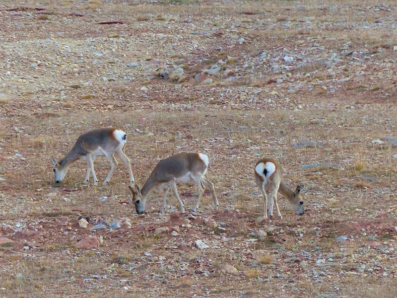 特别的萌给特别的你