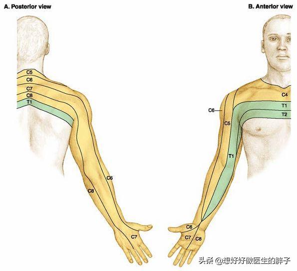 颈椎痛手臂麻有几种治疗方法,颈椎病手麻按脖子的哪一根筋