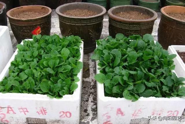 养花不用营养土,泡沫箱养花技巧什么花可以用水养