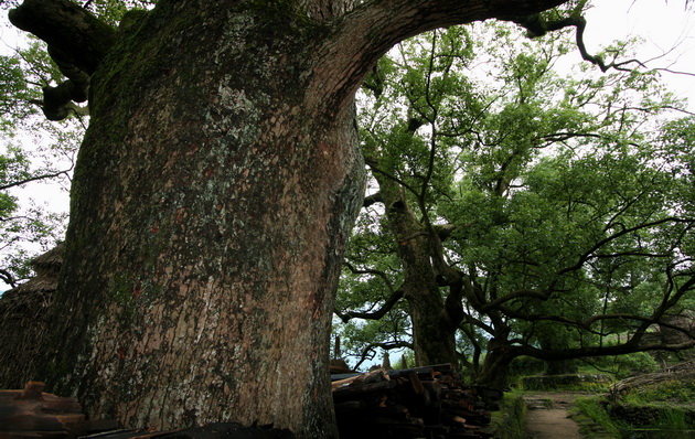 大山深处寻找古村,梅岭古村