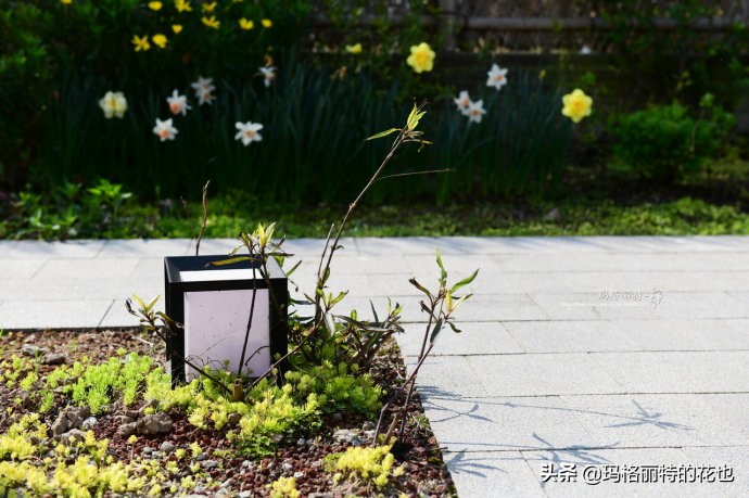 上海洋水仙,上海璞素上居民宿抖音团购