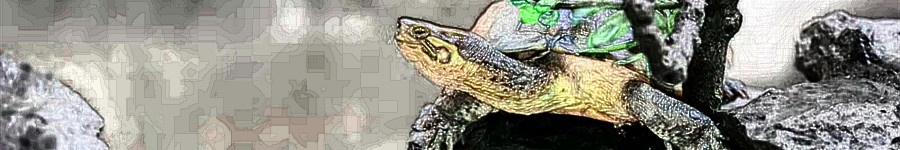 处理乌龟壳的正确方法,乌龟处理龟壳