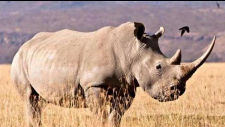 地球上十大杀手动物,地球上的动物杀手