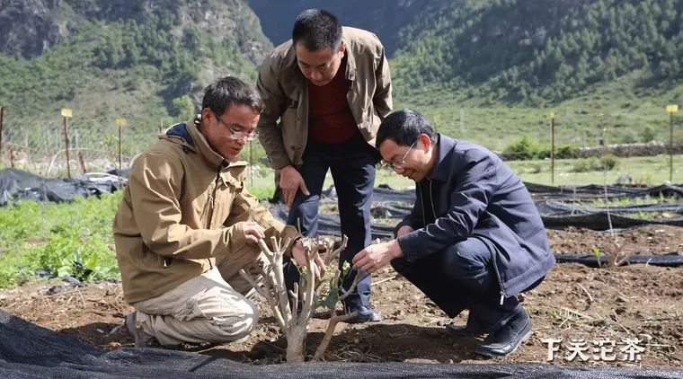 七子饼茶的历史背景,中茶牌七子茶饼铁饼