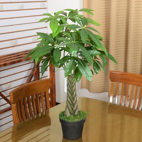 家门口最好养的10种花,家里养最旺财的十五种花