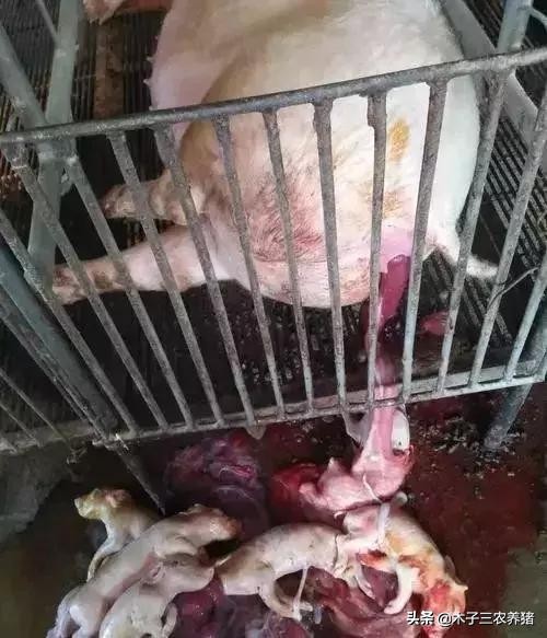 猪伪狂犬病的症状及仔猪治疗方法,仔猪打伪狂犬疫苗为什么会死亡