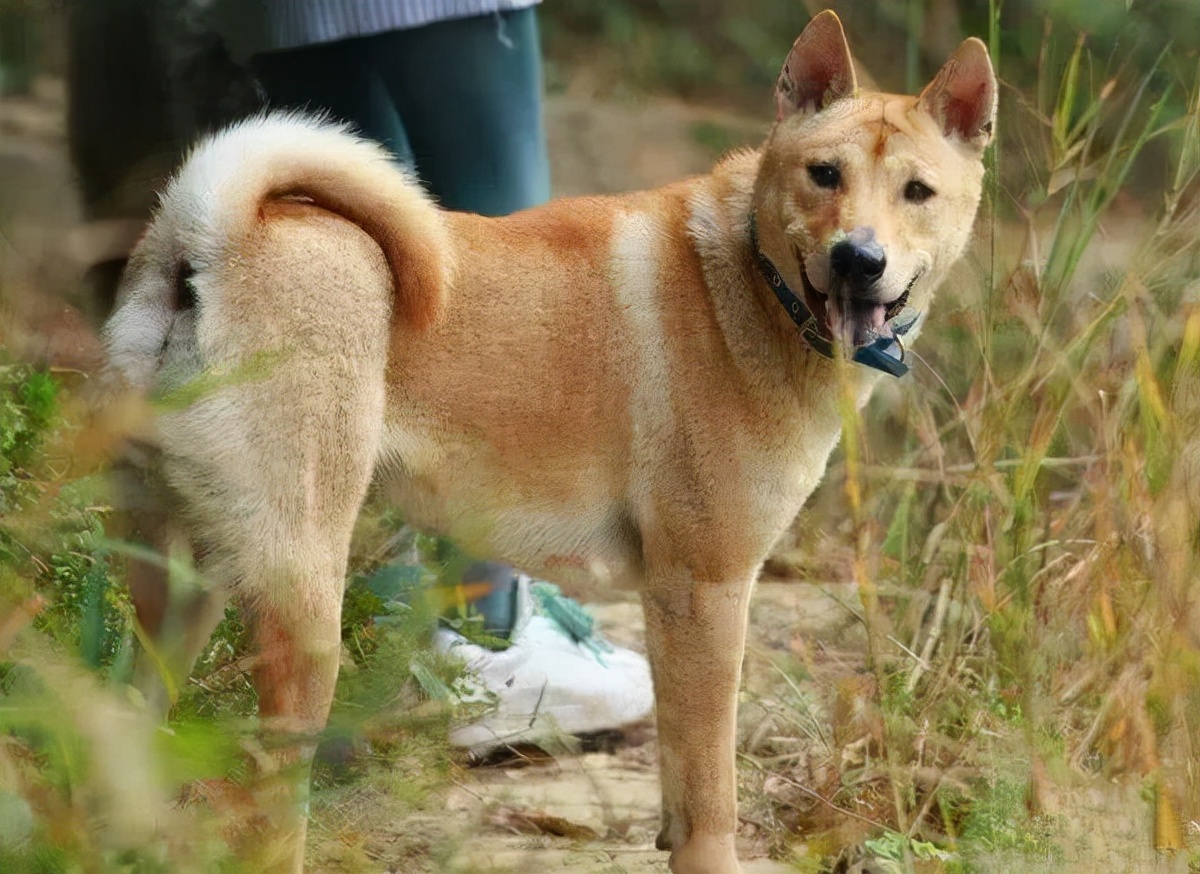 “战斗力爆表”的5种狗狗,狗狗中哪些狗既听话又乖巧