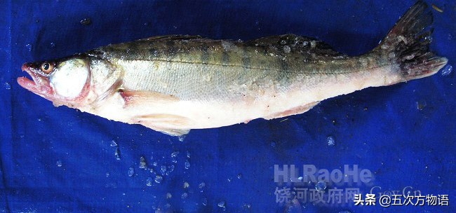 黑龙江特色养殖鱼类,黑龙江名贵鱼种图片