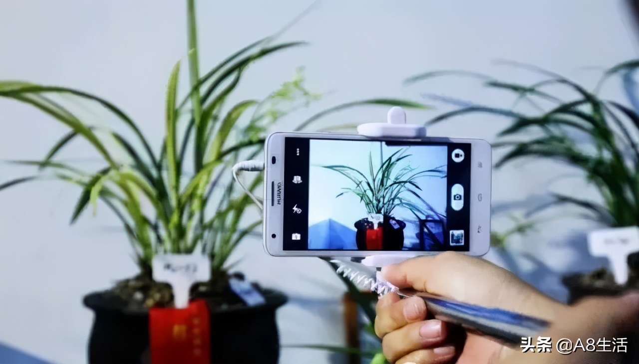 每日一品中国兰花春兰,每日一品完整视频