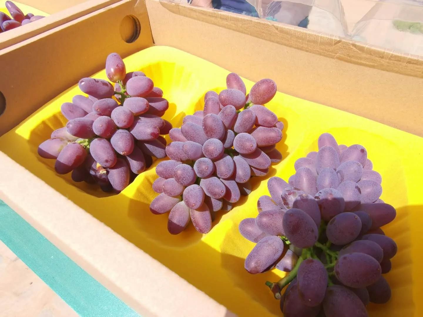 消费扶贫带动农民增收致富文旅融合助推乡村振兴西安高新区2020年休闲农业认领采摘文化旅游体验月活动启动