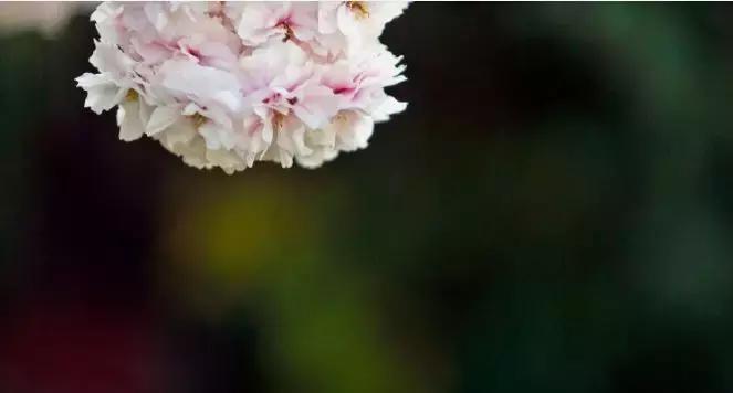 听说…你等樱花很久了！原来樱花还能这么赏，想明白了没？