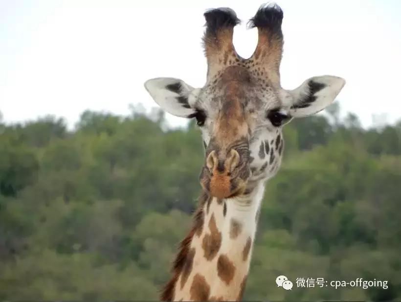 这个野奢的国度,欧美、日韩人都爱去,为何我们国家没人去?