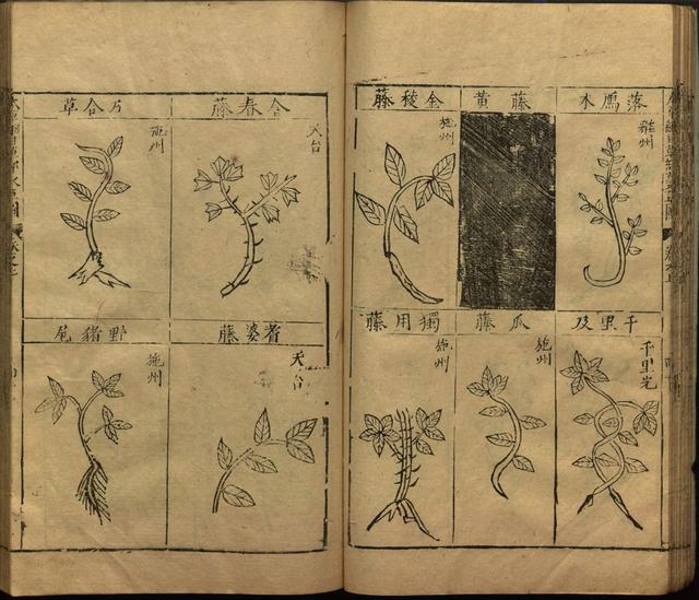 本草纲目中插图是李时珍画的吗,本草纲目李时珍插图