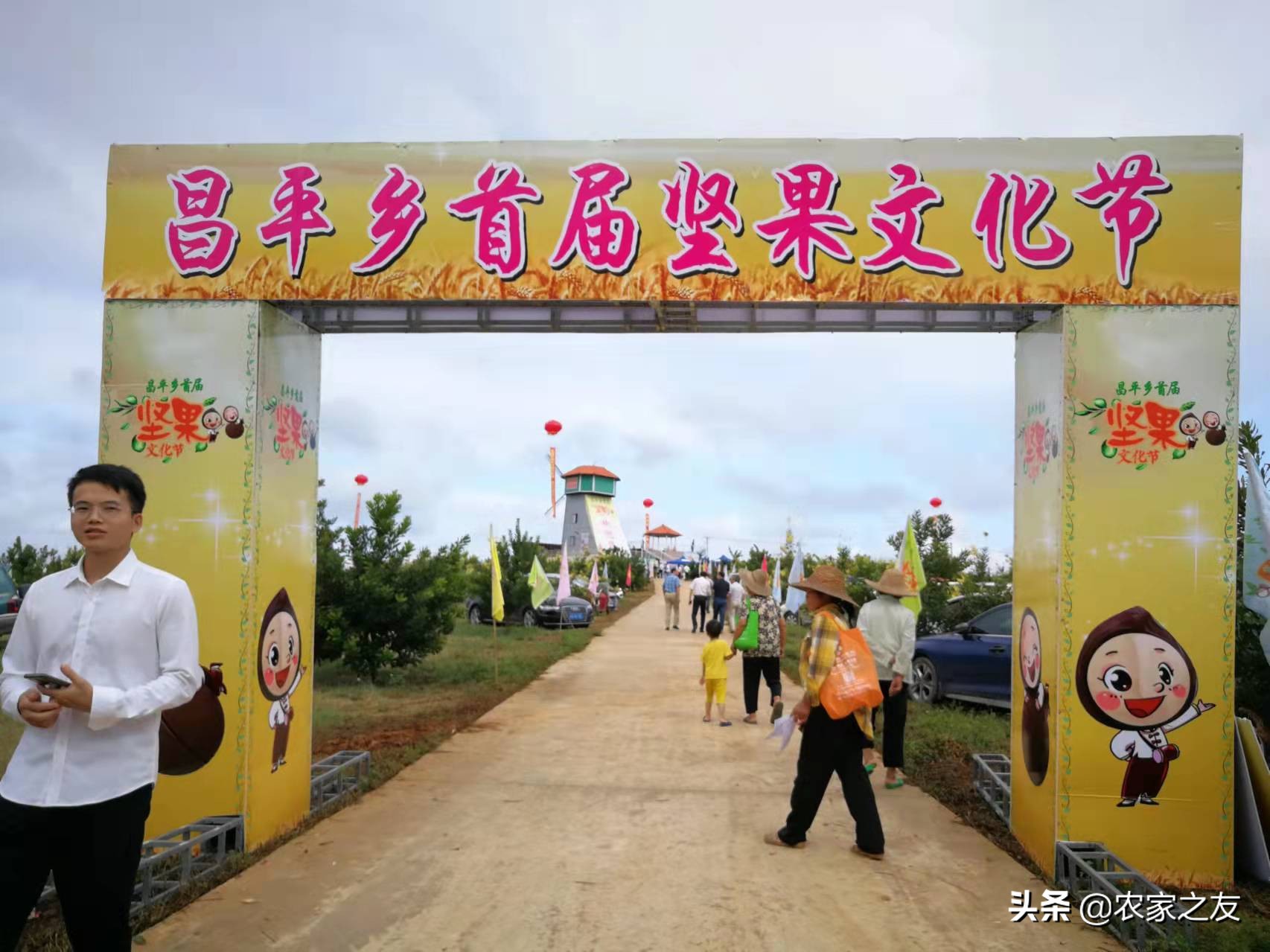 扶绥县昌平坚果苗,扶绥昌平坚果种植基地