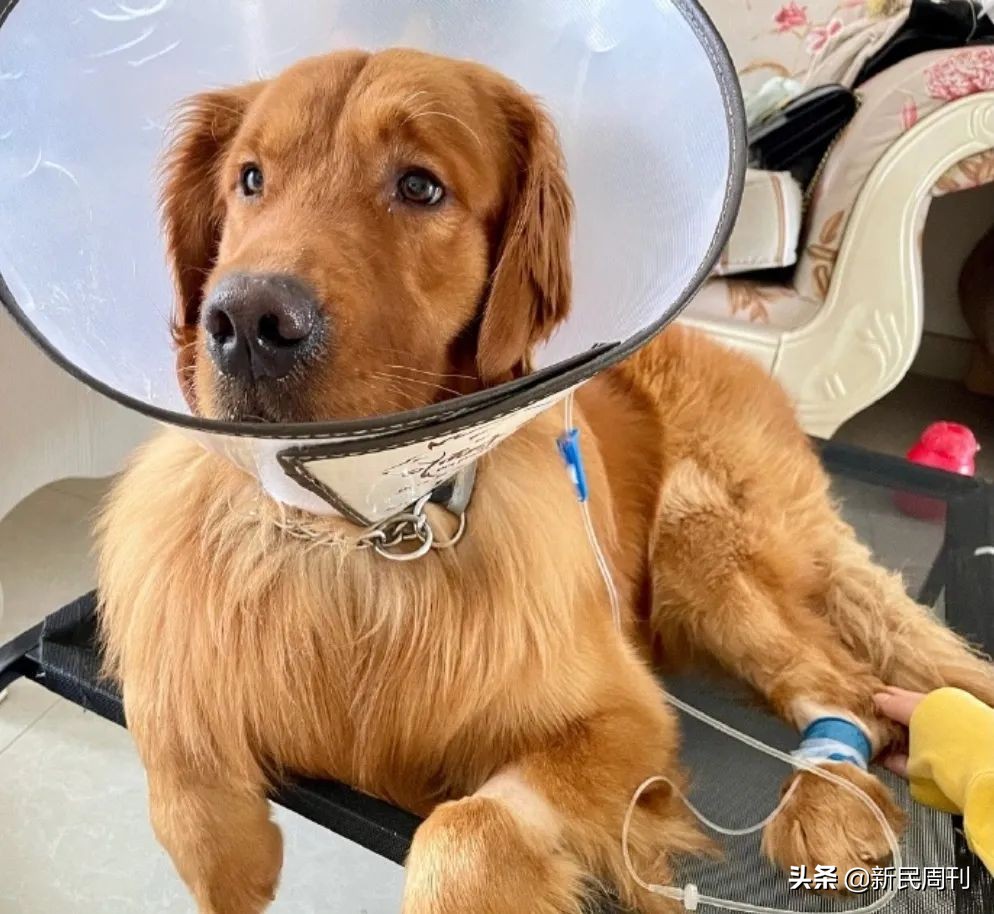 金毛被空运转为陆运,空运改陆运金毛事件