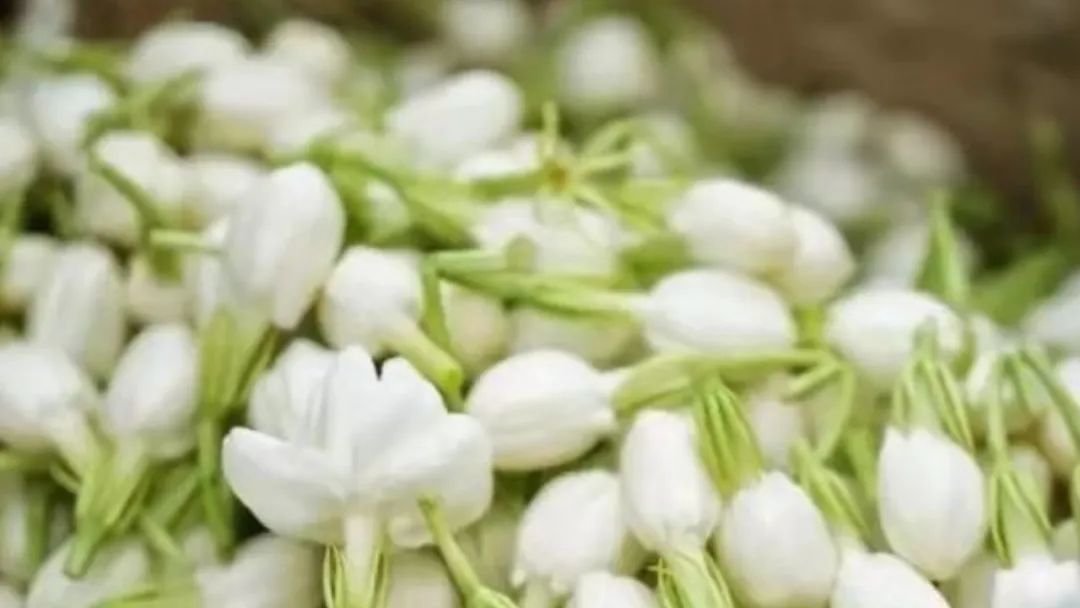 世界非遗福州茉莉花茶窨制工艺,福州茉莉花茶保护区