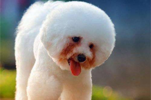 比熊犬有泪痕怎么治,比熊犬有泪痕