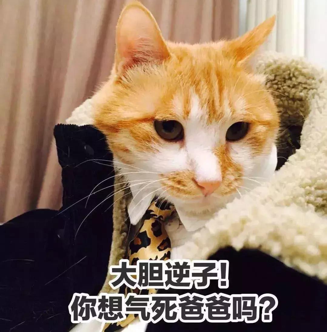 抱猫的三种正确姿势，让撸猫更有技巧，铲屎官免于被猫咪抓伤！
