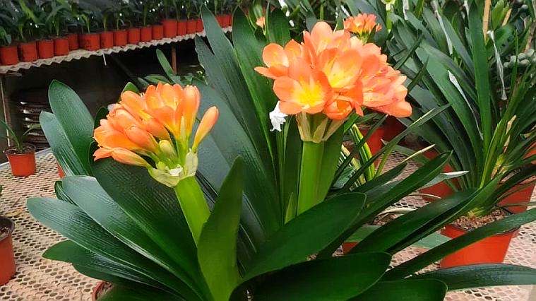 君子兰开花期叶子薄黄怎么养护,君子兰不开花应该怎么养才能开花